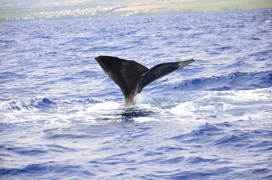 Black River: Dolphin Swim and Whale Watching by Speedboat - Swimming with spinner and bottlenose dolphins