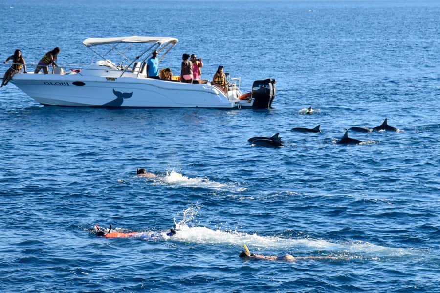 Black River: Dolphin Swim and Whale Watching by Speedboat - Practical packing advice for the five-hour outing