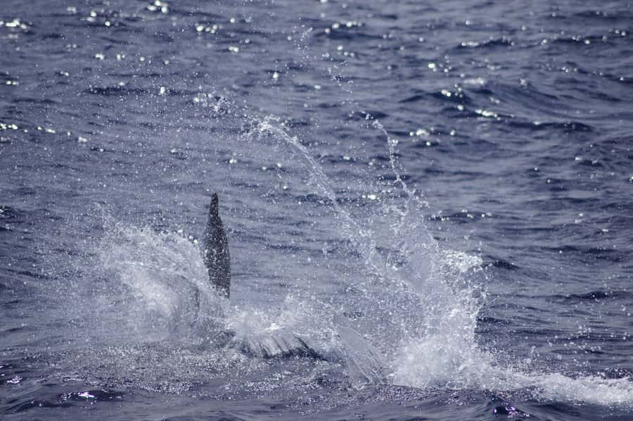 Black River: Dolphin Swim and Whale Watching by Speedboat - Should you book the Black River dolphin and whale trip?