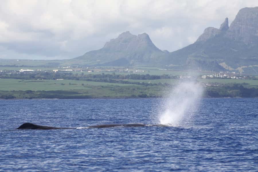 Black River: Dolphin Swim and Whale Watching by Speedboat - The speedboat ride along the Black River coast