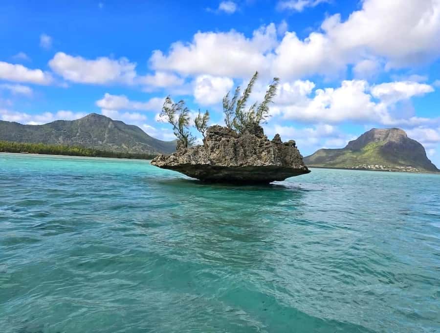 Black River: Swim with Dolphin Speed Boat Tour with lunch - Key points to know before you book