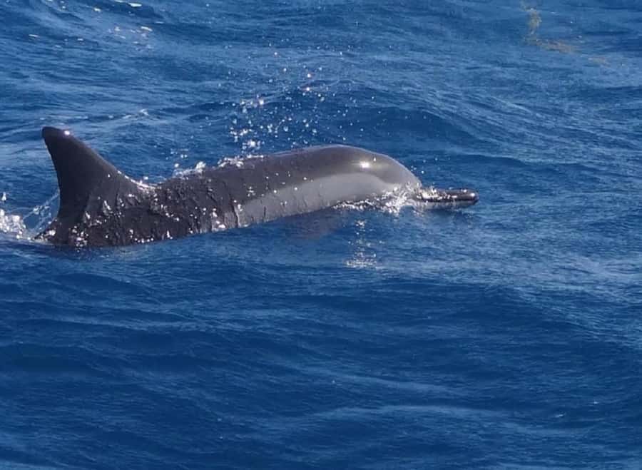 Black River: Swim with Dolphin Speed Boat Tour with lunch - A dolphin trip that puts the animals first