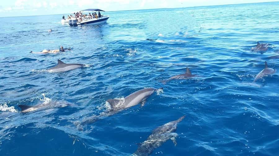 Black River: Swim with Dolphin Speed Boat Tour with lunch - Meeting dolphins in open water