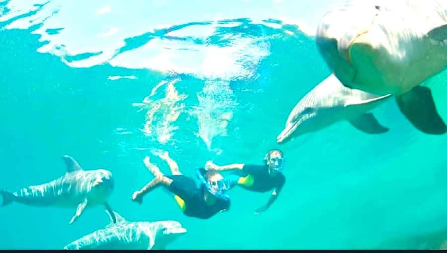 Black River: Swim with Dolphin Speed Boat Tour with lunch - Crystal Rock and the reef stop