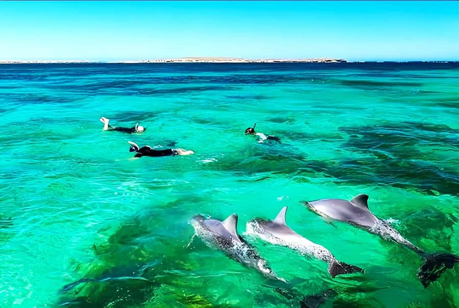Black River: Swim with Dolphin Speed Boat Tour with lunch - What the $74 price really covers