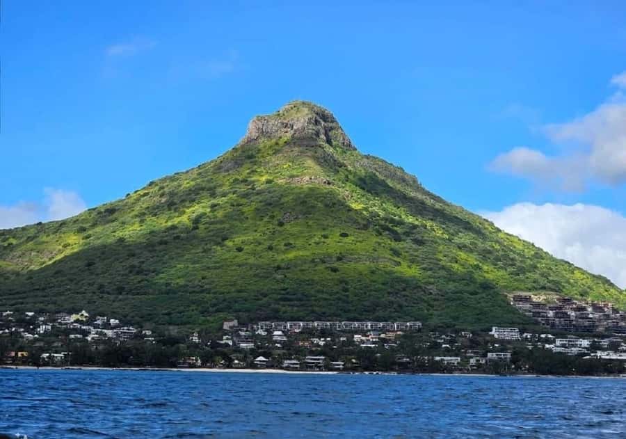 Black River: Swim with Dolphin Speed Boat Tour with lunch - Timing, weather, and backup expectations