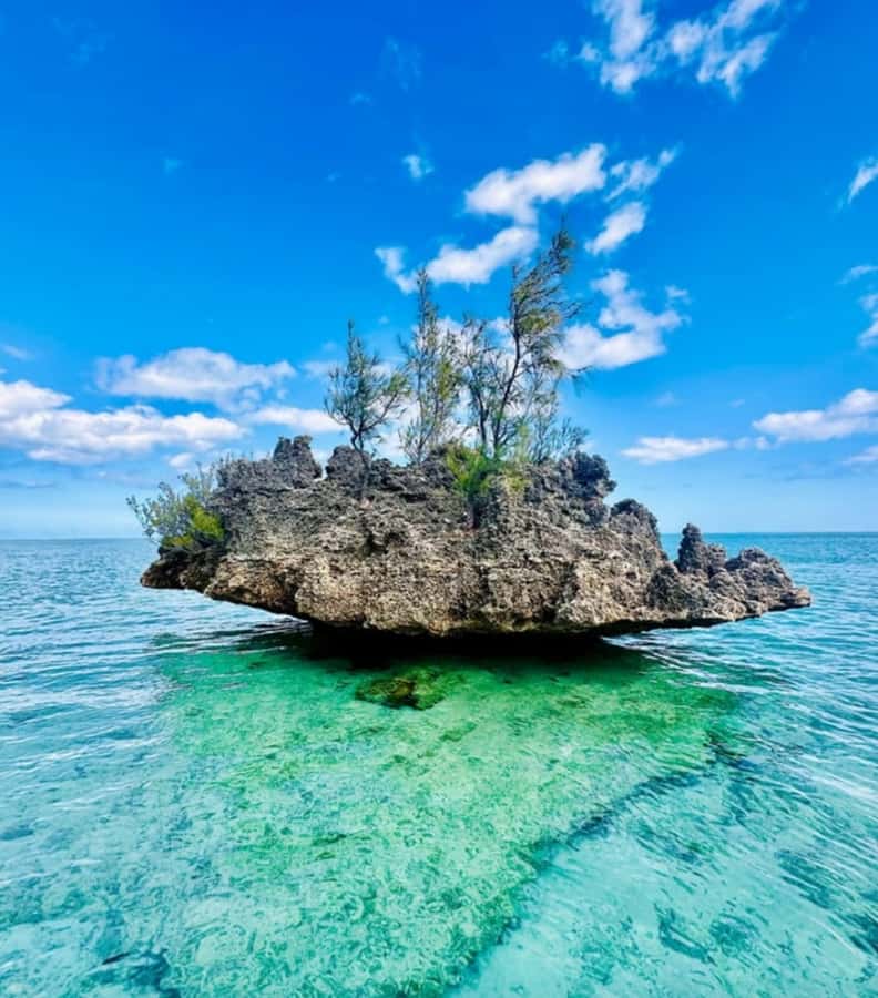 Black River: Swim with Dolphin Speed Boat Tour with lunch - Should you book this dolphin and island tour?