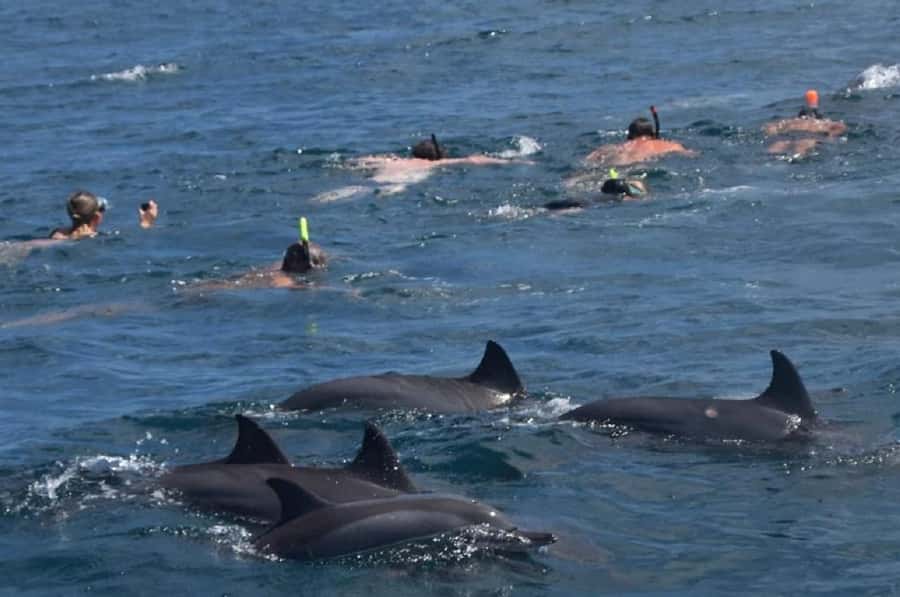 Black River: Swim with Dolphin Speed Boat Tour with lunch - Leaving Flic en Flac by speedboat