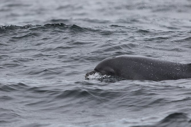 Blasket Island Sea Life Rib Tour, - Seeing the Blasket Islands from the sea