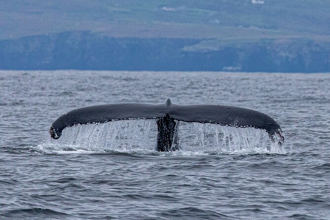 Blasket Island Sea Life Rib Tour, - Is the $116.14 price good value?