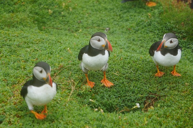 Blasket Island Sea Life Rib Tour, - Who will enjoy this most?