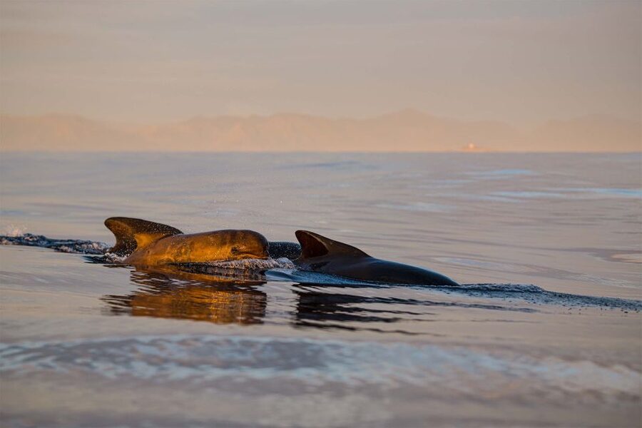 Bleik: Whale Watching by Speedboat with Puffins and Muffins - Key points to know before you book