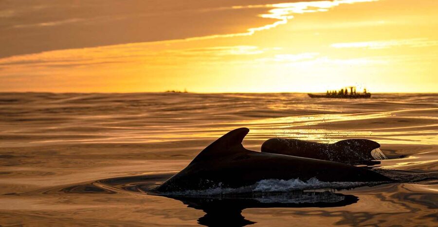 Bleik: Whale Watching by Speedboat with Puffins and Muffins - Why Bleik Canyon is such a strong whale-watching location