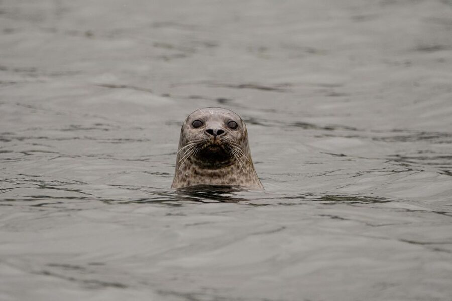 Bleik: Whale Watching by Speedboat with Puffins and Muffins - Searching the open water for whales