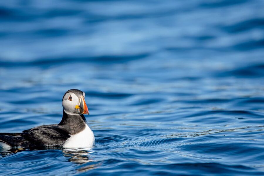 Bleik: Whale Watching by Speedboat with Puffins and Muffins - The midnight sun and the 9 PM departure