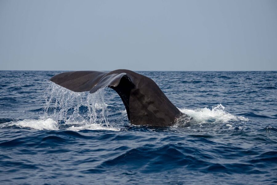 Bleik: Whale Watching by Speedboat with Puffins and Muffins - Who should choose this RIB trip
