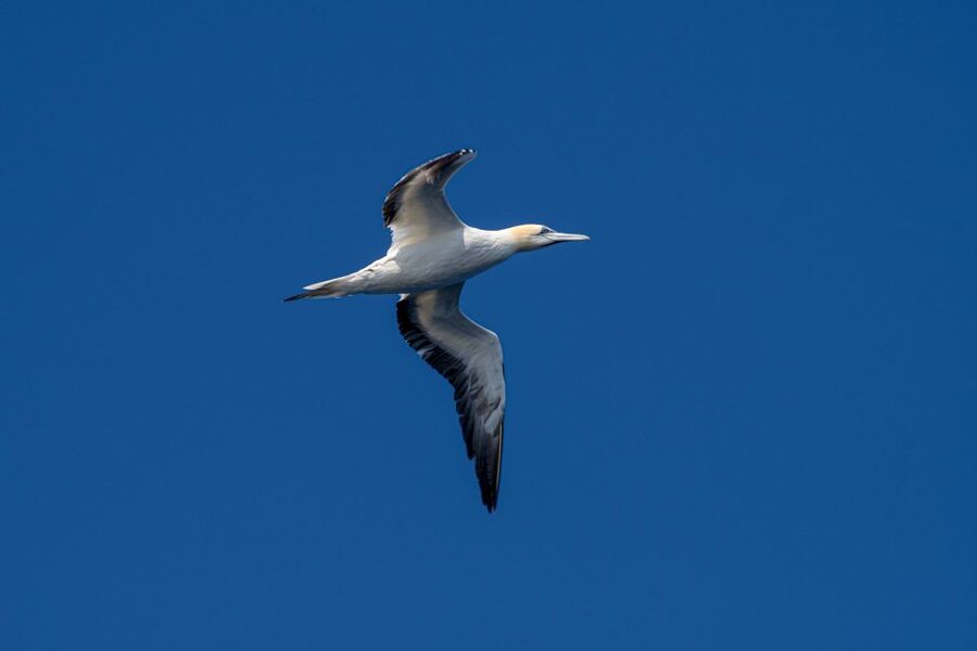 Bleik: Whale Watching by Speedboat with Puffins and Muffins - What to bring and how to prepare