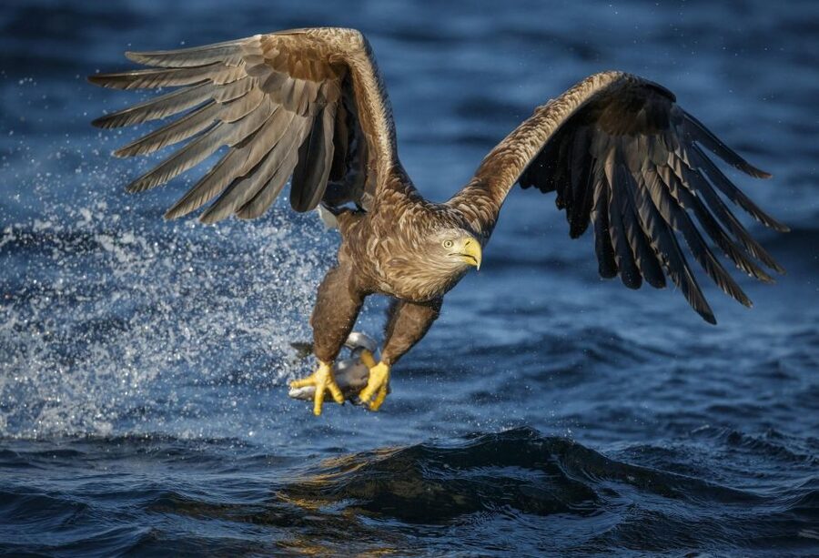 Bodø: Saltstraumen Sea Eagle Trip by RIB - Who will enjoy this RIB outing most