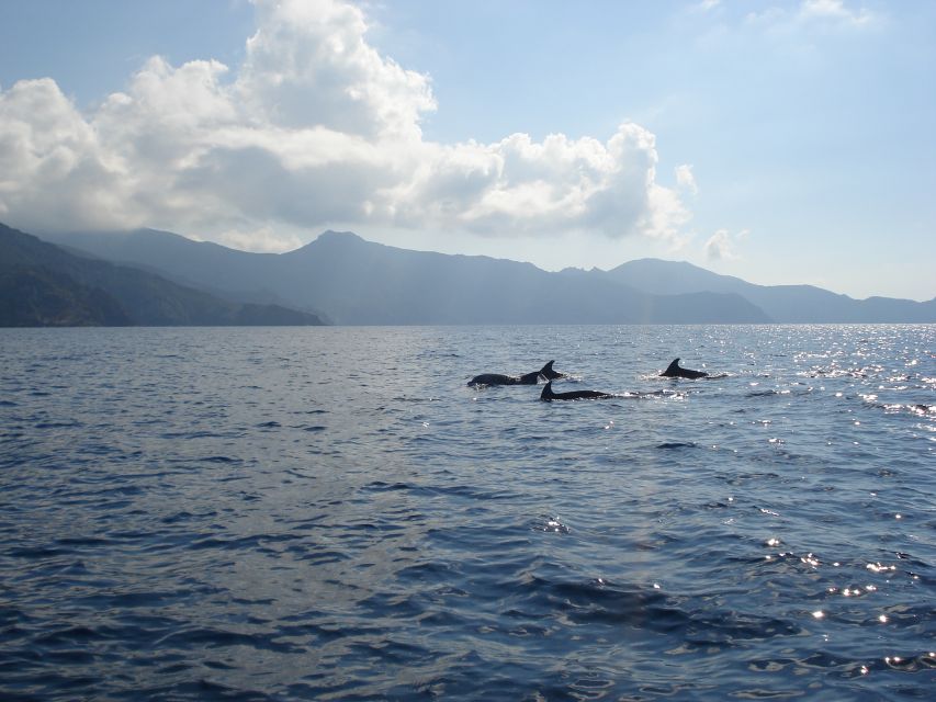 Calvi: Private Speedboat Tour to Wild Beaches with Aperitif - Along Corsica’s west coast