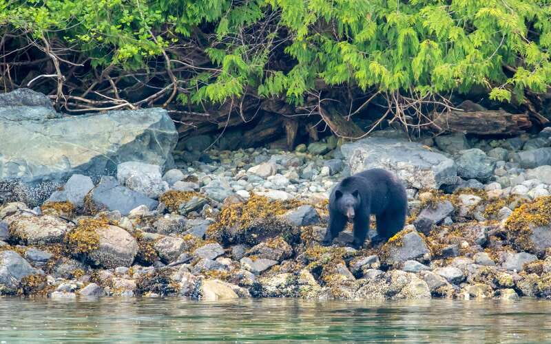 Campbell River: 4 Hour Whale & Wildlife Zodiac Boat Tour - Listening below the boat with a hydrophone