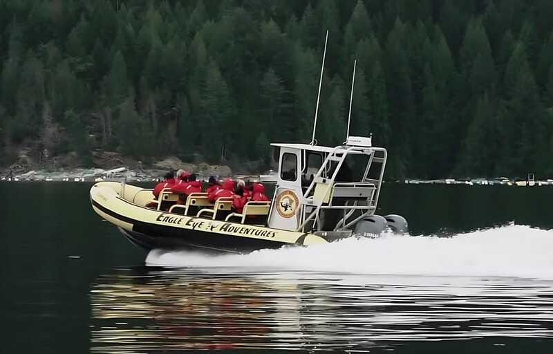 Campbell River: 4 Hour Whale & Wildlife Zodiac Boat Tour - What the $216 price buys you