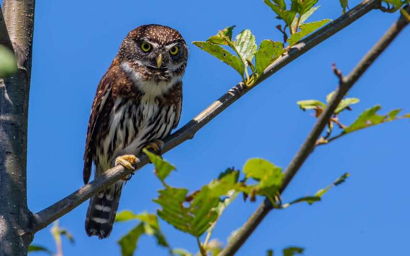 Campbell River: 4 Hour Whale & Wildlife Zodiac Boat Tour - The guides shape the day