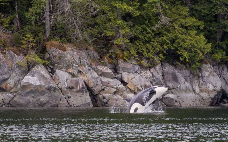 Campbell River: 4 Hour Whale & Wildlife Zodiac Boat Tour - Booking flexibility and practical timing
