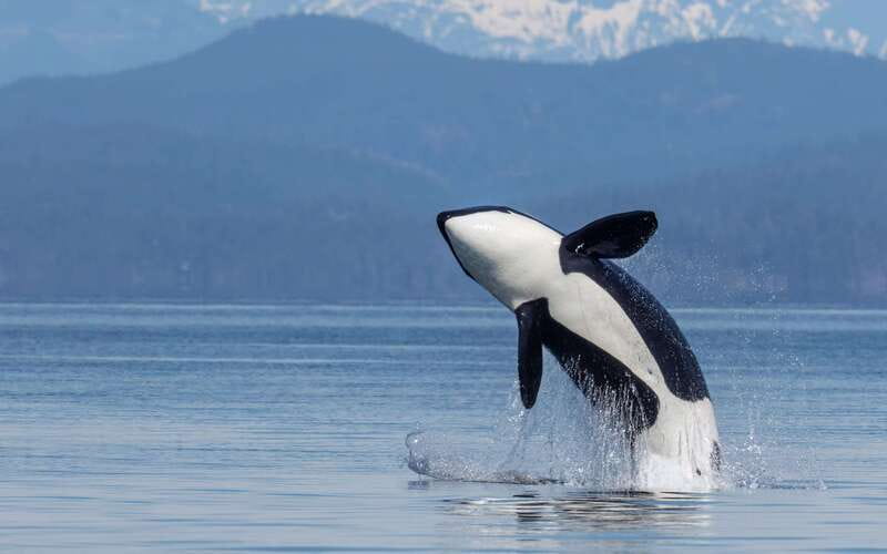 Campbell River: 4 Hour Whale & Wildlife Zodiac Boat Tour - Between Vancouver Island and the mainland