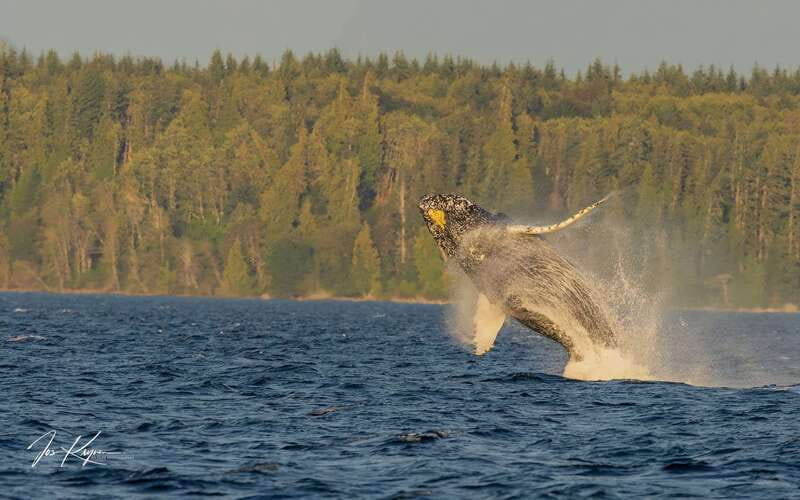 Campbell River: 6 Hour Zodiac Whale Watching Tour w/ Lunch - Leaving Coast Marina for Discovery Passage