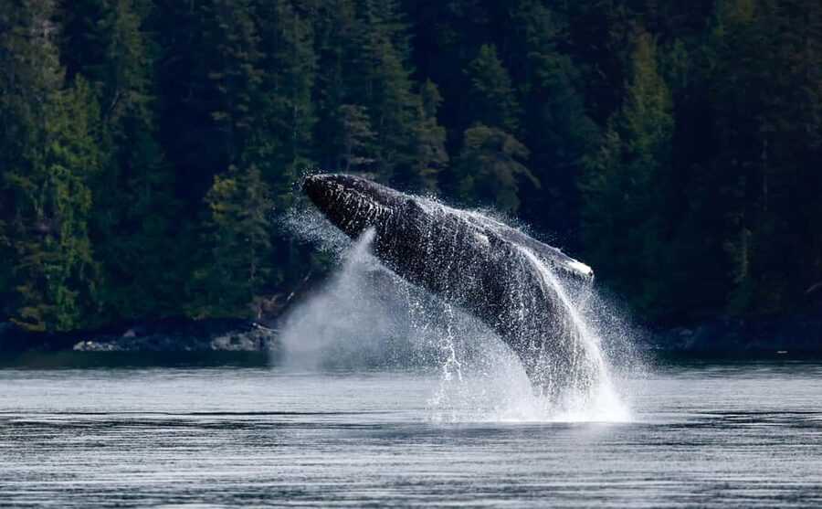 Campbell River: 6 Hour Zodiac Whale Watching Tour w/ Lunch - What a Zodiac changes on the water