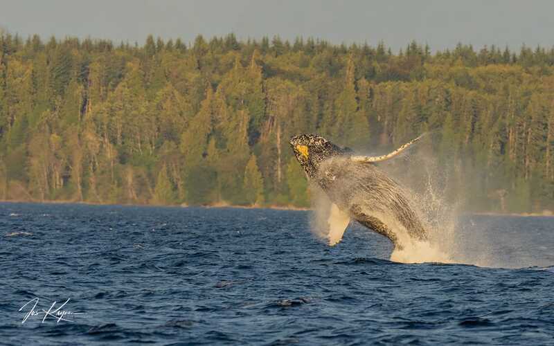 Campbell River: 6 Hour Zodiac Whale Watching Tour w/ Lunch - Lunch, snacks, and the six-hour pace