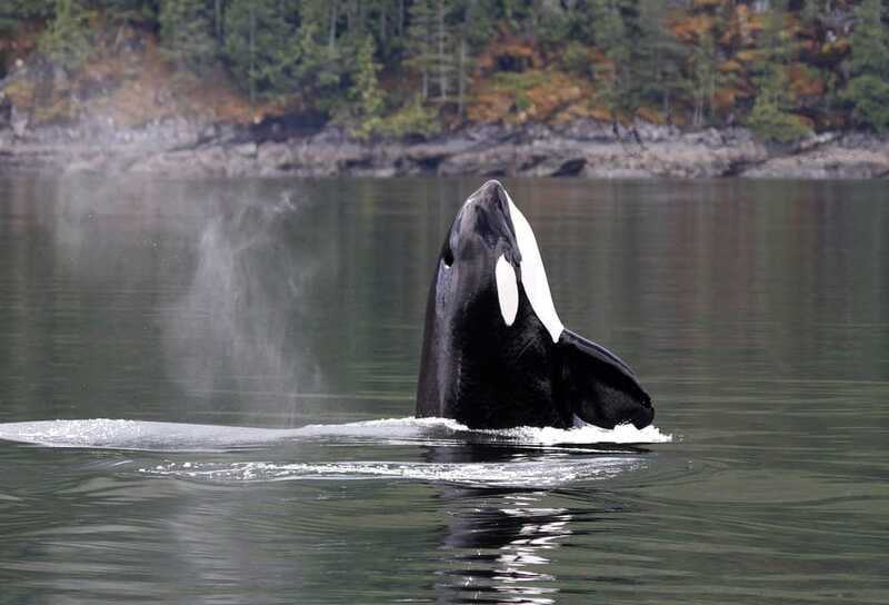 Campbell River: 6 Hour Zodiac Whale Watching Tour w/ Lunch - Is the $261 price fair?