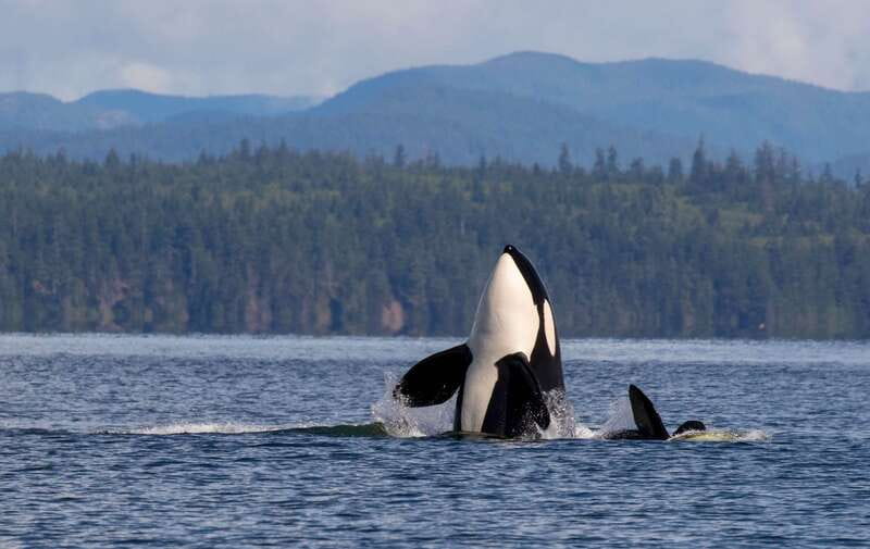 Campbell River: 6 Hour Zodiac Whale Watching Tour w/ Lunch - Searching for whales among the islands