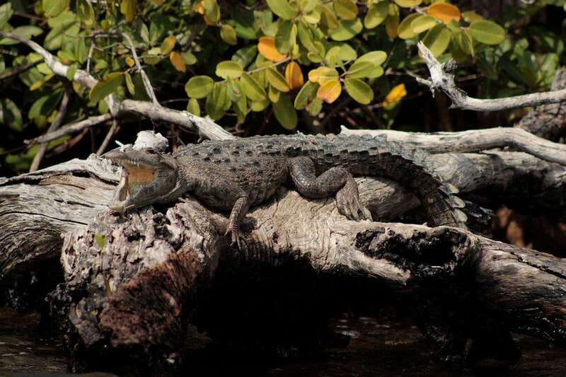Cancun: Jungle Tour Adventure with Speedboat and Snorkeling. - Arriving at Punta Nizuc and MUSA