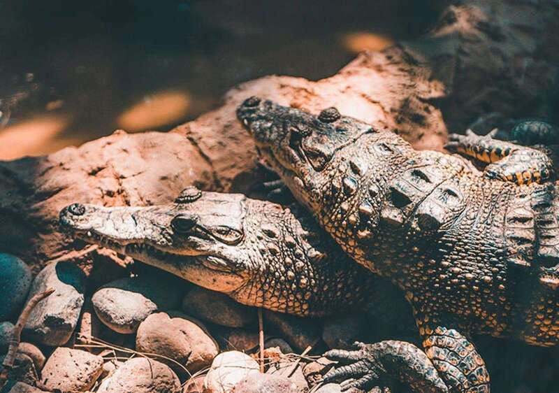 Cancun: Speedboat Adventure & Crocodile Sighting - Key points at a glance