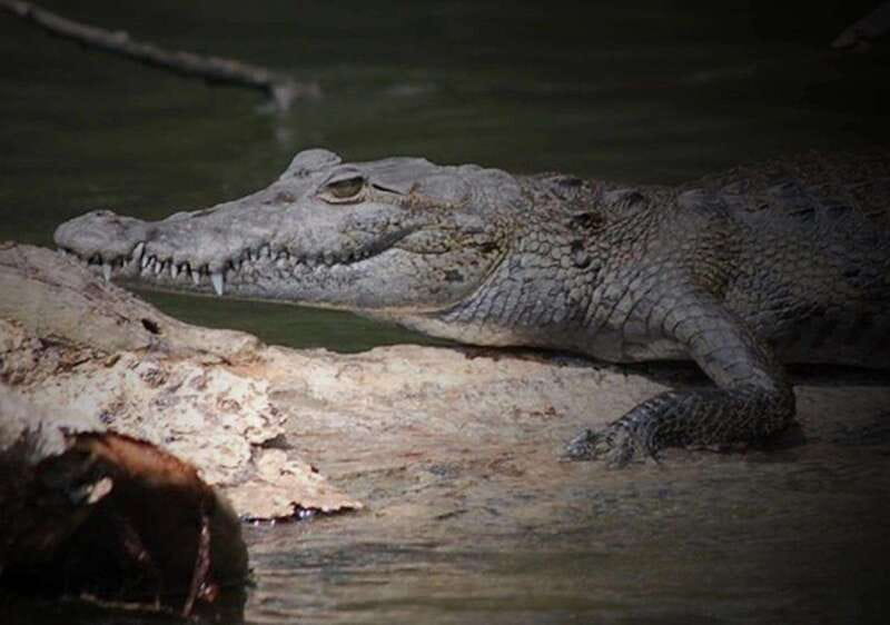Cancun: Speedboat Adventure & Crocodile Sighting - Speeding through the mangroves