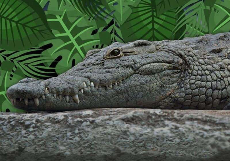 Cancun: Speedboat Adventure & Crocodile Sighting - The safety briefing sets the tone