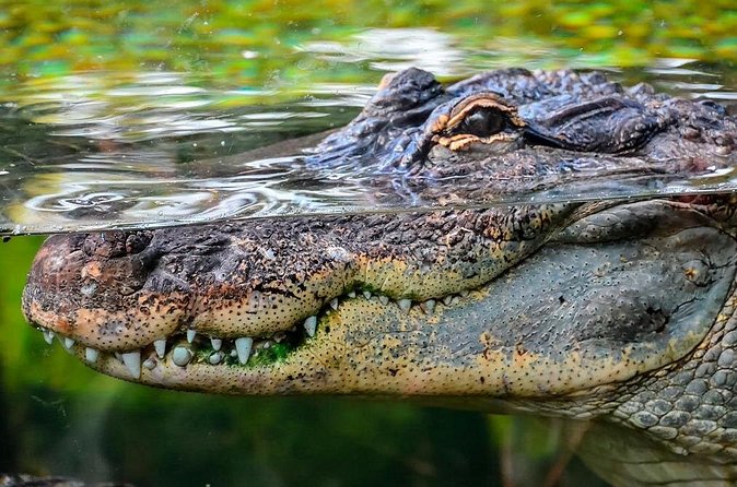 Cancun Speedboat with Crocodile Watching Jungle Tours Adventure - Price, admission, and the real cost