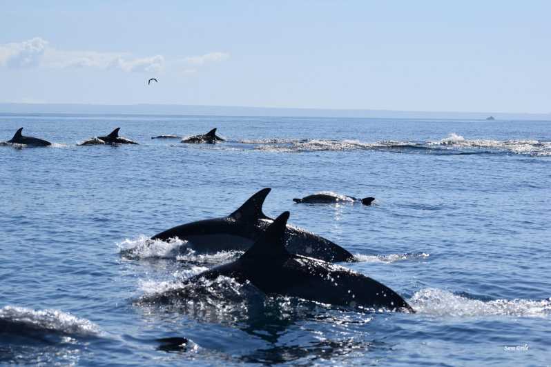 Cascais: Dolphin Watching Speedboat Tour - Key things to know before you book