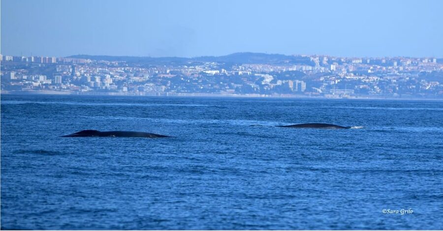 Cascais: Dolphin Watching Speedboat Tour - My call: book it with realistic expectations