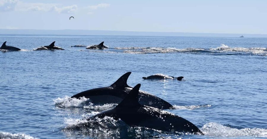 Cascais: Dolphin Watching Speedboat Tour - Leaving Cascais Marina for the open water