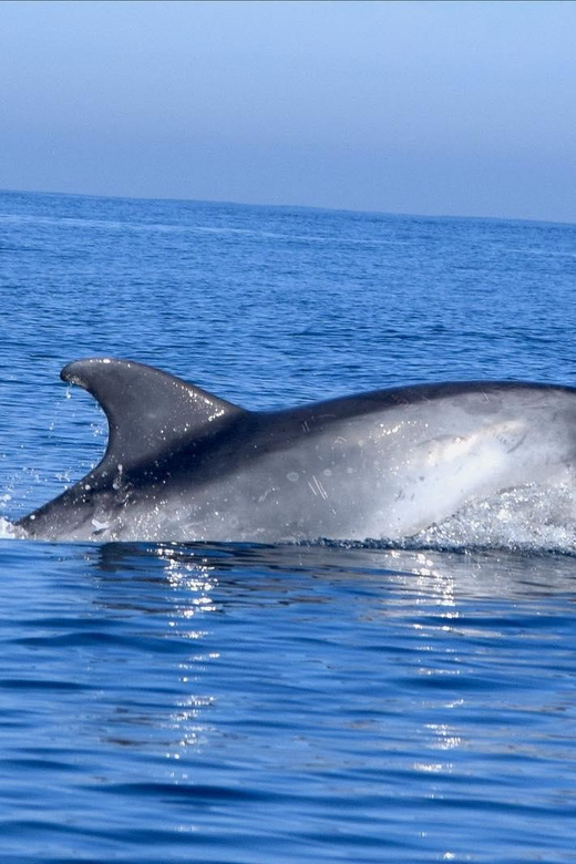 Cascais: Dolphin Watching Speedboat Tour - Searching for dolphins in their natural habitat