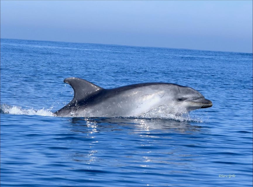 Cascais: Dolphin Watching Speedboat Tour - Whales, porpoises, orcas, and seabirds