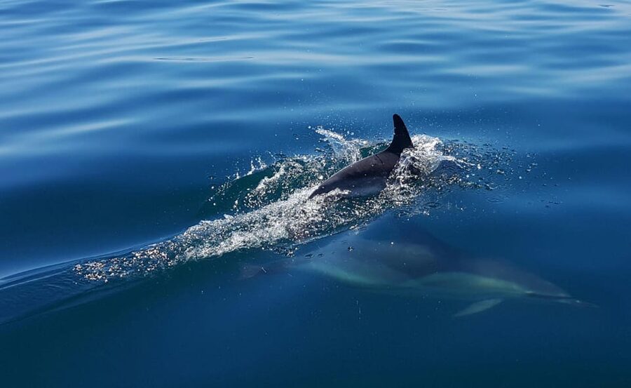 Cascais: Dolphin Watching Speedboat Tour - Respect for the animals is part of the experience