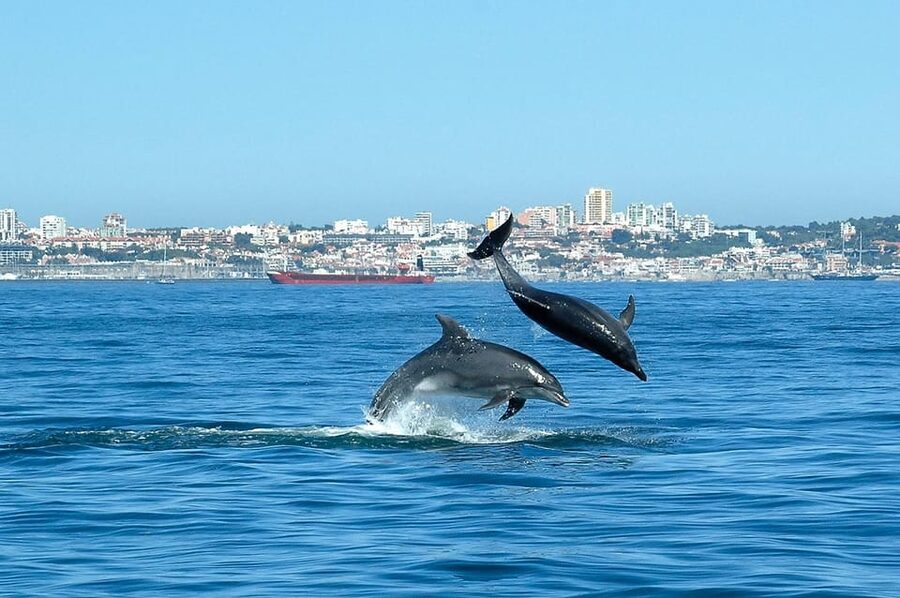 Cascais: Dolphin Watching Speedboat Tour - When weather changes the plan