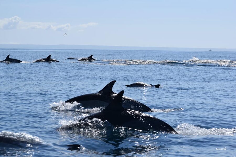 Cascais: Dolphin Watching Speedboat Tour - Who should book this Cascais tour?