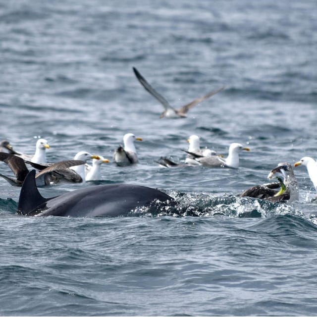 Cascais: Dolphin Watching Speedboat Tour - What the one-hour speedboat ride feels like