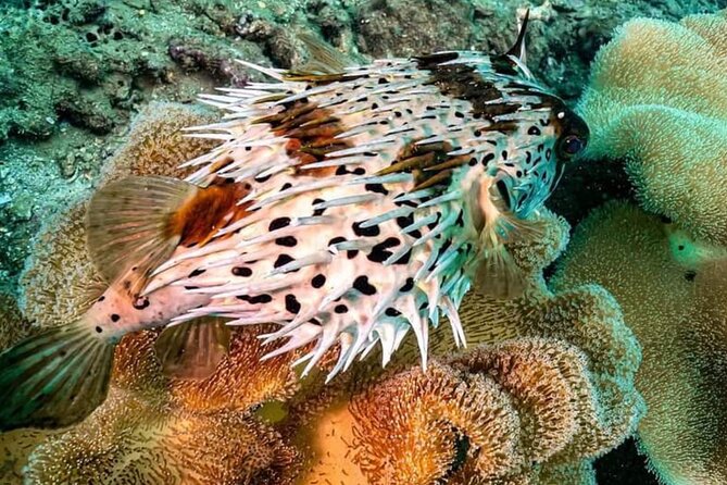 Cham Island Trip by Speed Boat including Snorkeling from Hoi An or Da Nang - The seafood market before the snorkeling stop