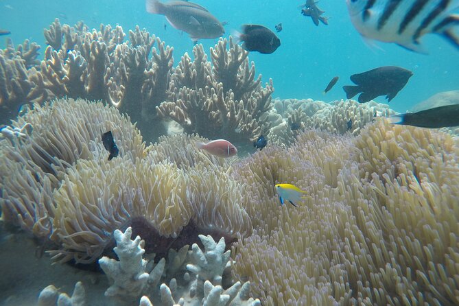Cham Islands Snorkeling Tour by SpeedBoat from Da Nang - Bai Chong Beach, lunch, and hammock time