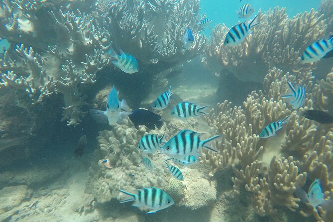 Cham Islands Snorkeling Tour by SpeedBoat from Da Nang - The main strengths and the real compromises
